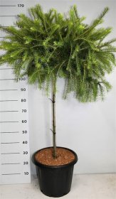 Spygliuotis, maumedis amerikinis "Arethusa Bog", ant stiebo, aukštis 90 cm., vazonas 25 l.