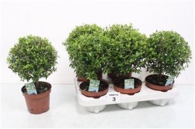 Kambarinis augalas, mirta, vazono skersmuo 12 cm.