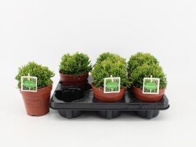 Kambarinis augalas, kaktusas "Hatiora", vazonėlio skersmuo 12 cm.