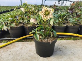 Daugiametė gėlė, eleboras, vazonas 3 l.