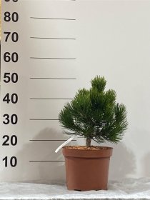 Spygliuotis, pušis "Malinki", vazonėlio skersmuo 23 cm.