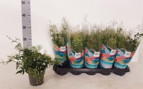 Kambarinis augalas, jazminas, vazonėlio skersmuo 12 cm.