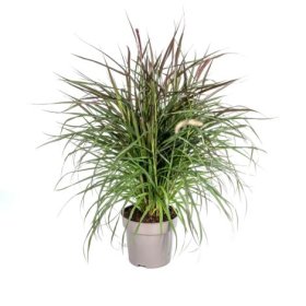 Žolinis augalas, soruolė plaukuotoji "Chelsea", vazonėlio skersmuo 14 cm.