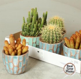 Kambarinis augalas, kaktusas "Gem 1", įvairūs, vazonėlio skersmuo 14 cm.