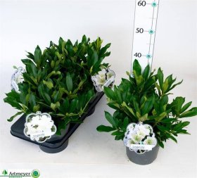 Dekoratyvinis krūmas, rododendras, įvairūs, vazonėlio skersmuo 17 cm.