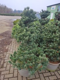 Spygliuotis, pušis smulkiažiedė "Negishi", aukštis 80-100 cm., vazonas 40 l.