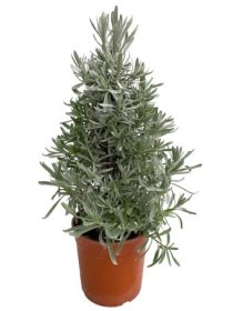 Daugiametė gėlė, levanda, piramidės formos, vazonėlio skersmuo 18 cm.