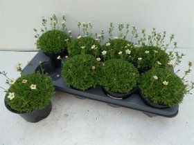 Alpinariumo augalas, uolaskėlė "Early Pico", vazonėlio skersmuo 13 cm.