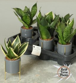 Kambarinis augalas, sansevjera, keraminiame vazonėlyje, vazonėlio skersmuo 10 cm.