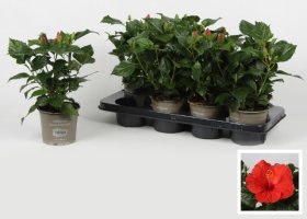 Kambarinis augalas, kinrožė "Bordeaux", vazonėlio skersmuo 13 cm.