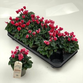 Kambarinis augalas, ciklamenas "Garden R", vazonėlio skersmuo 11 cm.