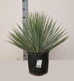 Žolinis augalas, juka snapinė, vazonėlio skersmuo 30 cm.