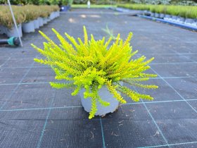 Šliaužiantis augalas, varnauogė, vazonėlio skersmuo 15 cm.