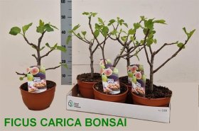 Vaismedis, figa (bonsai), vazonėlio skersmuo 19 cm.