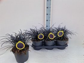 Žolinis augalas, gyvatbarzdė japoninė, vazonėlio skersmuo 19 cm.