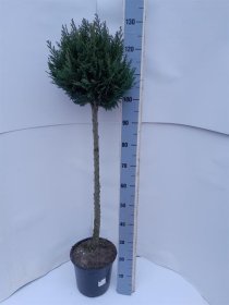 Spygliuotis, puskiparisis "Columnaris", vazonėlio skersmuo 24 cm.