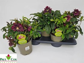 Daugiametė gėlė, eleboras "Do El Red", vazonėlio skersmuo 17 cm.