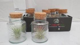 Kambarinis augalas, tilandsija stikliniame vazonėlyje, vazonėlio skersmuo 7 cm.