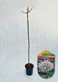 Dekoratyvinis medis, karklas sveikalapis "Hakuro-nishiki", aukštis 120-140 cm., vazonas 4 l.