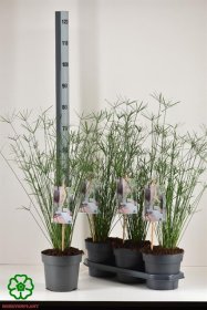 Kambarinis augalas, viksvuolė "Alternifolius", vazonėlio skersmuo 19 cm.