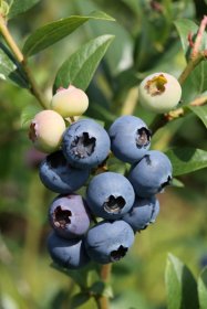Vaiskrūmis, šilauogė aukštoji "Meader", vazonas 2 l.