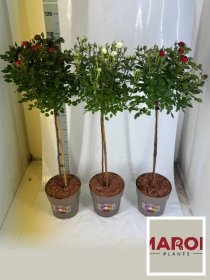 Daugiametė gėlė, rožė, ant stiebo, įvairių sp., vazonėlio skersmuo 23 cm.