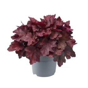 Daugiametė gėlė, alūnė "Villosa Carnival", vazonėlio skersmuo 12 cm.