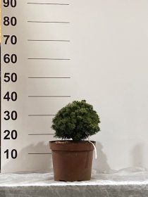 Spygliuotis, pušis "Kostelnicek", vazonėlio skersmuo 23 cm.