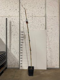 Dekoratyvinis medis, bukas "Purple Fountain", vazonėlio skersmuo 21 cm.