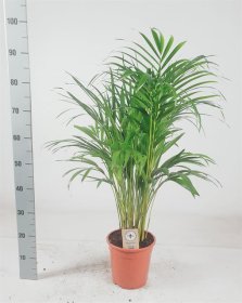 Kambarinis augalas, dipsis gelsvasis, vazono skersmuo 21 cm.