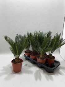 Kambarinis augalas, cikas "Revoluta", vazonėlio skersmuo 14 cm.