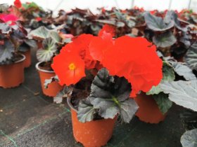 Vienmetė gėlė, begonija (gumbinė), vazonėlio skersmuo 12 cm.