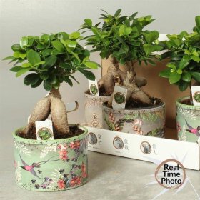 Kambarinis augalas, fikusas (bonsai), vazonėlio skersmuo 16 cm.