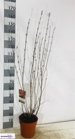 Dekoratyvinis krūmas, veigelė "Bristol Ruby", vazonėlio skersmuo 26 cm.