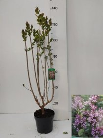 Dekoratyvinis krūmas, alyva "Josikaea", vazonėlio skersmuo 23 cm.