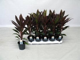 Žolinis augalas, kordilina "Rumba", vazonėlio skersmuo 12 cm.