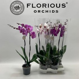 Kambarinis augalas, orchidėja (Phalaenopsis), 2 šakos, vazonėlio skersmuo 15 cm.