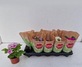 Kambarinis augalas, raktažolė taurinė, vazonėlio skersmuo 11 cm.