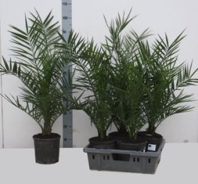 Kambarinis augalas, finikas kanarinis, vazonėlio skersmuo 19 cm.