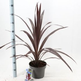 Žolinis augalas, kordilina "Superstar", vazonėlio skersmuo 23 cm.