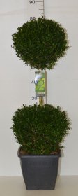 Dekoratyvinis krūmas, buksmedis paprastasis, dviejų dalių, vazonėlio skersmuo 26 cm.