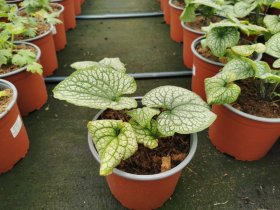 Daugiametė gėlė, brunera, vazonėlio skersmuo 17 cm.