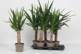 Kambarinis augalas, juka, vazonėlio skersmuo 15 cm.