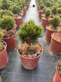 Spygliuotis, pušis baltažievė "Smidtii", vazonėlio skersmuo 23 cm.