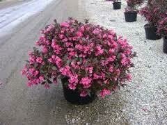 Dekoratyvnis krūmas, veigelė "Alexandra", vazonas 2 l.