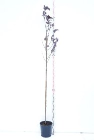 Dekoratyvinis medis, ieva virgininė "Canada Red", vazonas 18 l.