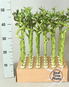 Kambarinis augalas, bambuko stiebas, vazonėlio skersmuo 5 cm.