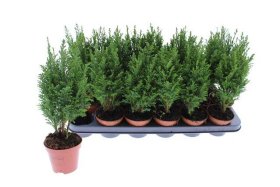 Spygliuotis, puskiparisis "Elwoodii", vazonėlio skersmuo 9 cm.