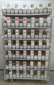 Daugiametė gėlė, įvairios, vazonėlio skersmuo 11 cm.