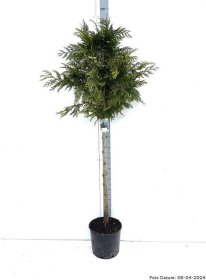 Spygliuotis, tuja "Aurea", ant stiebo, vazonėlio skersmuo 32 cm.